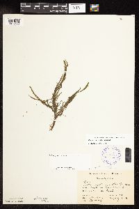 Potamogeton spirillus image