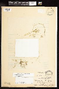 Potamogeton spirillus image