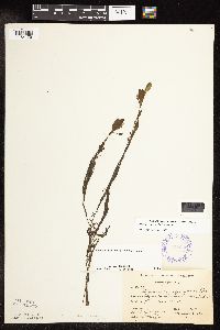 Potamogeton spirillus image