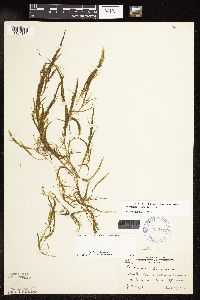 Potamogeton spirillus image