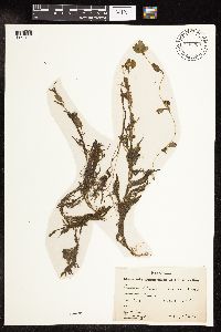 Potamogeton spirillus image