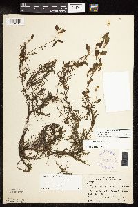 Potamogeton spirillus image