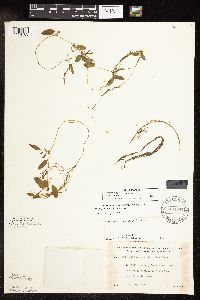 Potamogeton spirillus image