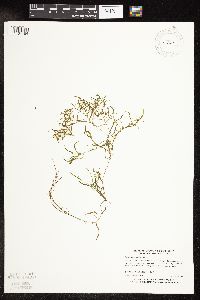 Potamogeton spirillus image