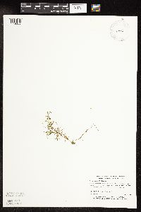 Potamogeton spirillus image