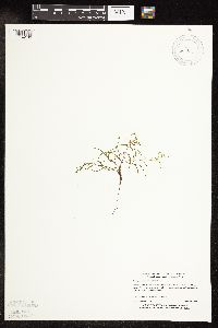 Potamogeton spirillus image