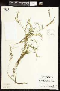 Potamogeton spirillus image