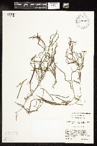 Potamogeton spirillus image