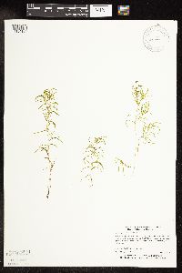 Potamogeton spirillus image