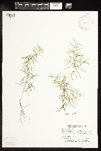 Potamogeton spirillus image