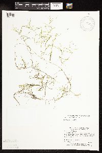 Potamogeton spirillus image