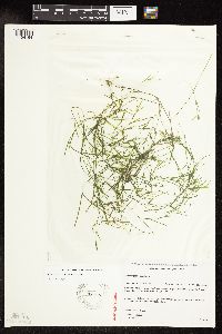 Potamogeton strictifolius image