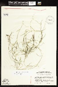 Potamogeton strictifolius image