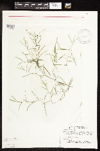 Potamogeton strictifolius image