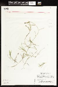 Potamogeton strictifolius image