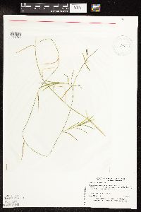 Potamogeton strictifolius image