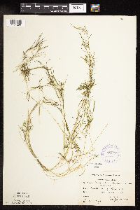 Potamogeton strictifolius image