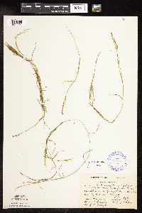 Potamogeton strictifolius image