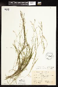 Potamogeton strictifolius image