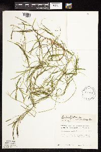 Potamogeton strictifolius image