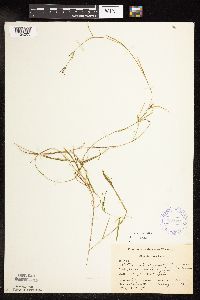 Potamogeton strictifolius image