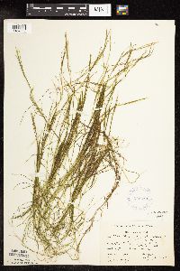 Potamogeton strictifolius image