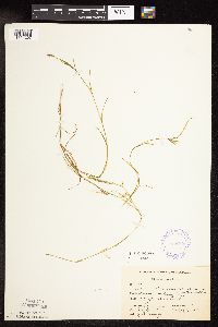 Potamogeton strictifolius image