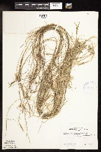 Potamogeton strictifolius image