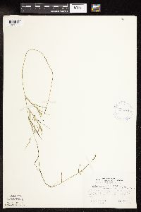 Potamogeton strictifolius image