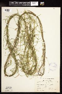 Potamogeton strictifolius image