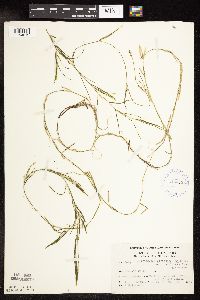 Potamogeton strictifolius image