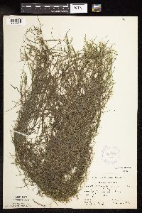 Potamogeton strictifolius image