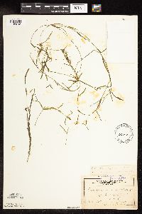 Potamogeton strictifolius image