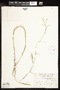 Potamogeton strictifolius image