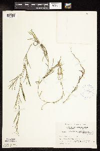 Potamogeton strictifolius image