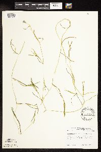 Potamogeton strictifolius image