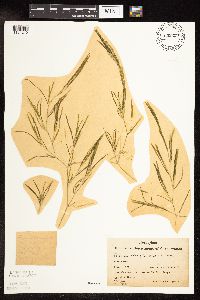 Potamogeton strictifolius image