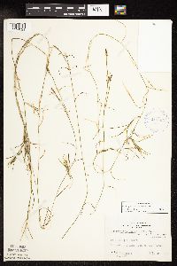 Potamogeton strictifolius image
