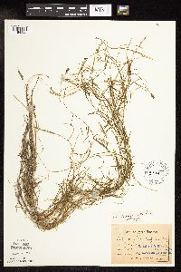 Potamogeton strictifolius image
