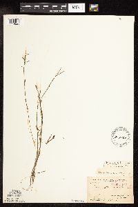 Potamogeton strictifolius image