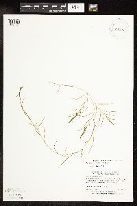 Potamogeton strictifolius image