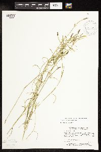 Potamogeton strictifolius image