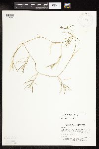 Potamogeton strictifolius image