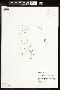 Potamogeton strictifolius image