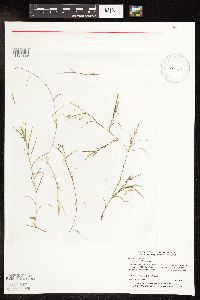 Potamogeton strictifolius image