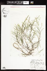 Potamogeton strictifolius image