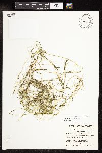 Potamogeton strictifolius image