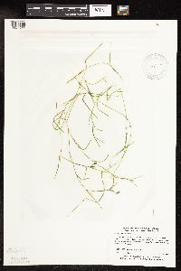 Potamogeton strictifolius image