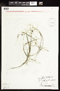 Potamogeton strictifolius image