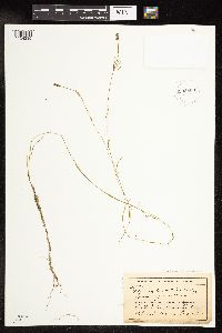 Potamogeton strictifolius image